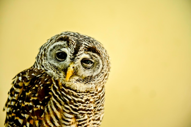 Strix rufipes or the concon coo or southern batarosa owl.