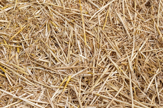 Stro riet van granen, tarwe, maïs, granen op het veld na het oogsten van close-up landbouw landbouw agronomie