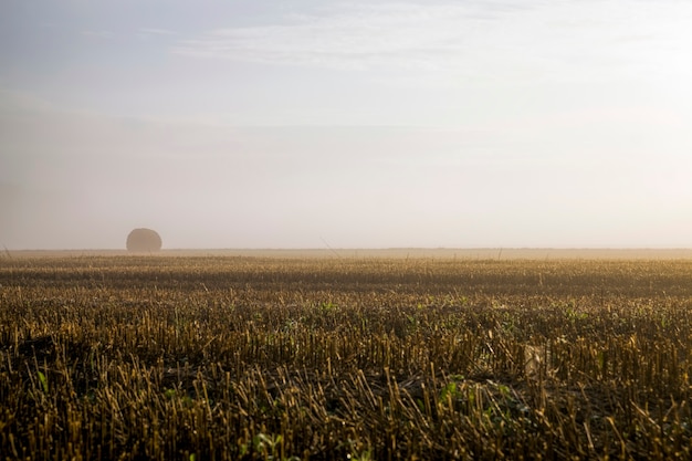 Stro stapels op een landbouwveld tijdens een mist, een landbouwveld met stapels na de oogst bij dageraad