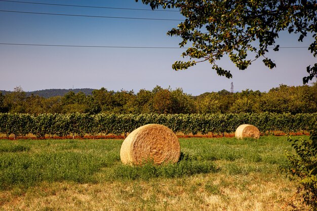 Strobalen op landbouwgrond, wijngaard