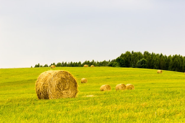 Strobalen op zonnige weide