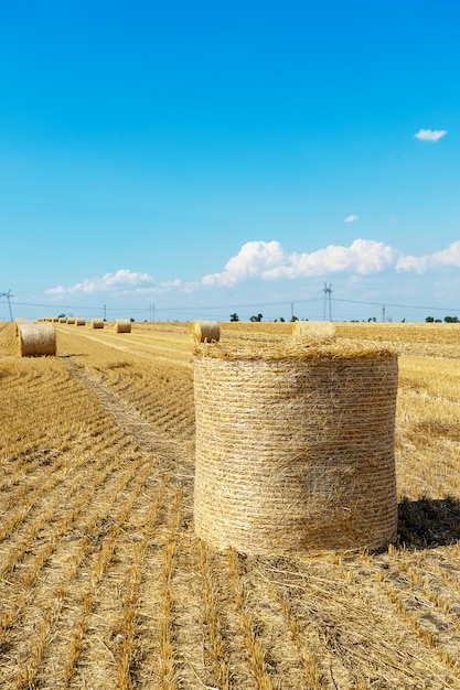 Strobalen van tarwe. Strobalen in het mooie veld. hooibergen liggend op het veld. landbouwgrond. Boer concept. Mooie landschapsfoto. balen na de oogst op het veld. zomerdag