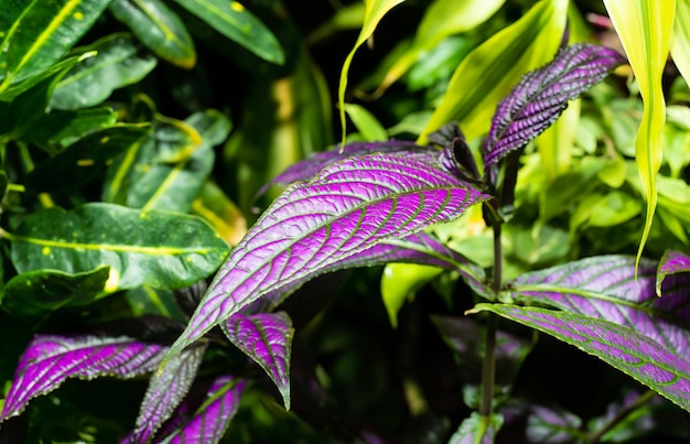 Strobilanthes dyeriana the Persian shield or royal purple plant close up