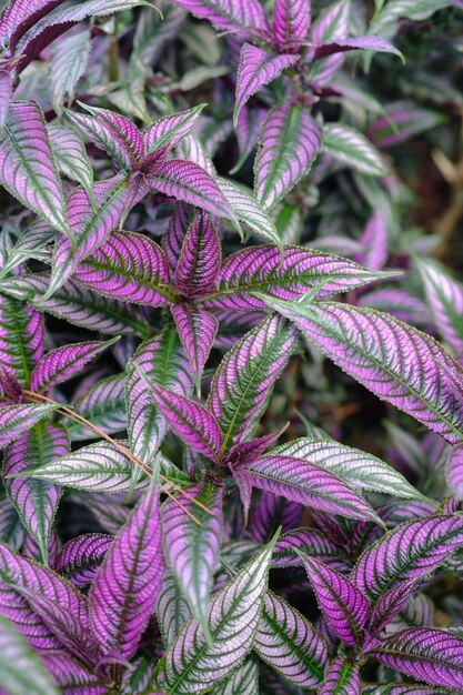 Foto strobilanthes dyerianus is een zachte vaste plant die een dramatische toevoeging is aan elke tuin