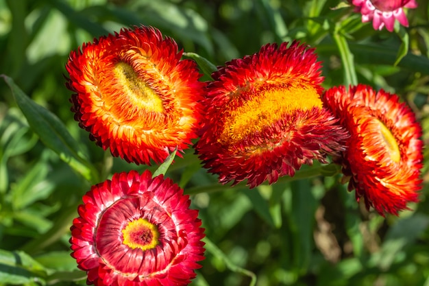 Strobloem Natuurlijke macro