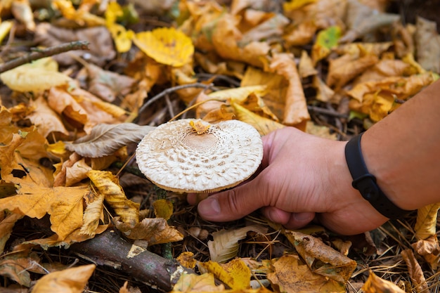 Strochampignons zien eruit als een paraplu. Gouden herfst. Een man snijdt paddestoel af.