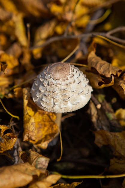 Strochampignons zien eruit als een paraplu. herfst.