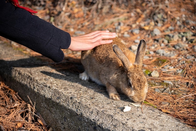 Accarezzare conigli selvatici sull'isola di okunoshima in un clima soleggiato noto come l'isola dei conigli