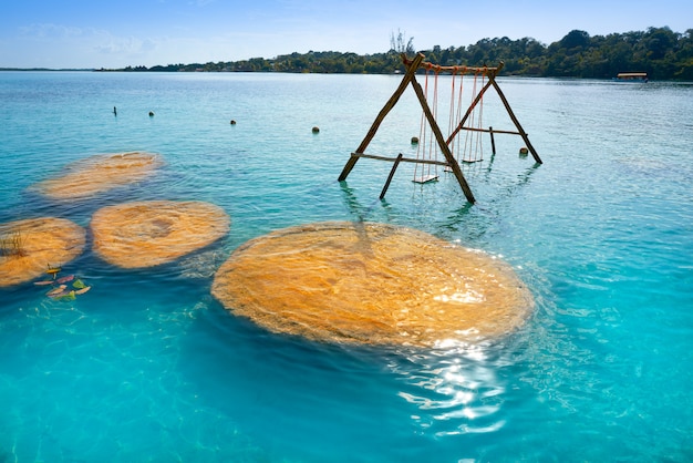 Stromatolieten in bacalar lagune van mexico