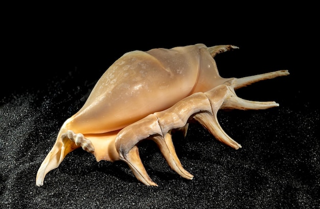 Photo strombidae seashell on a black sand background