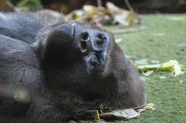 Strong Adult Black Gorilla on the Green Floor