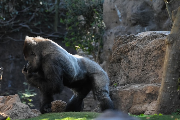 Strong Adult Black Gorilla