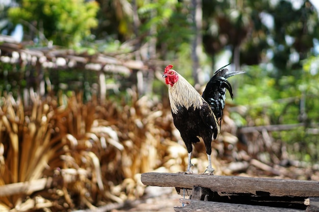 strong adult rooster