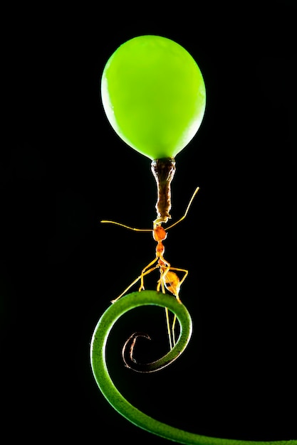 Strong Ants, Red Ants Macro Photography