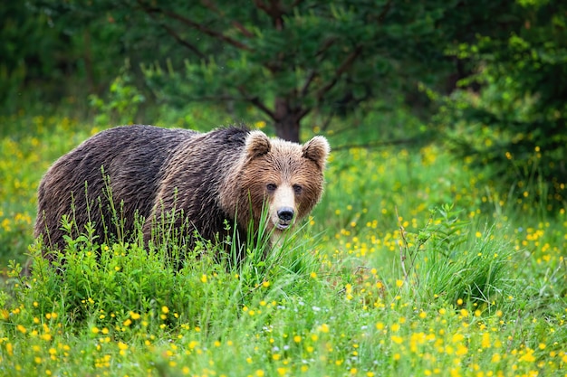 Strong brown bear sneaking from behind tall green grass in summer