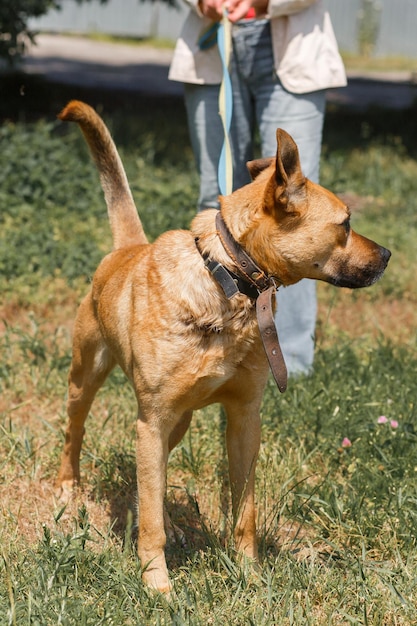 公園で野外を歩いている強い茶色の犬は、草の動物の避難所のコンセプトにかわいい耳を持つ繁殖犬を混合しました