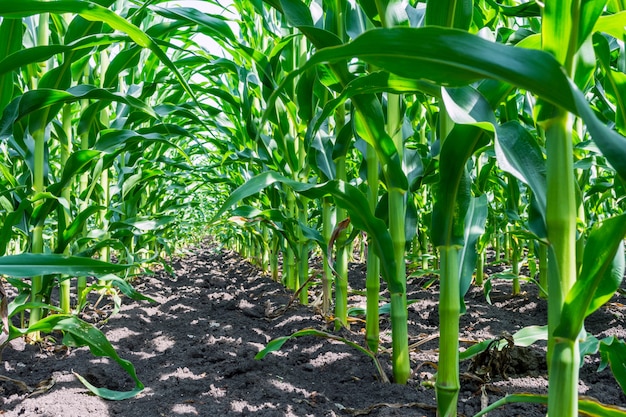 Strong, even corn plants on the field,in the phase of the formation of the rock