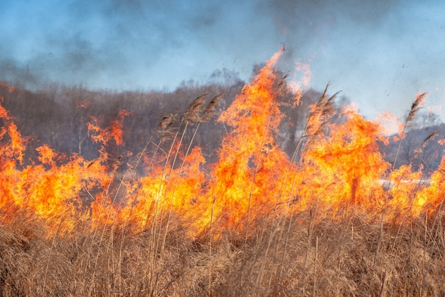 A strong fire spreads in gusts of wind through dry grass on an autumn field on a clear day.