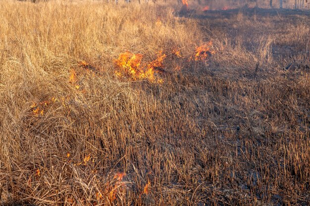 A strong fire spreads in gusts of wind through dry grass