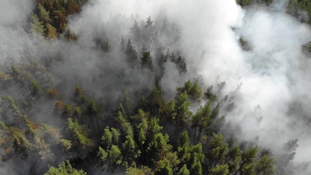 Forte incendio boschivo in una foresta di conifere. incendi negli usa nel 2020