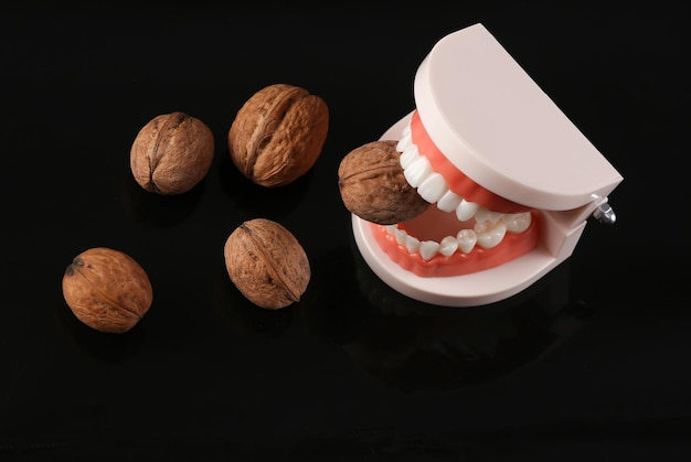 Strong and healthy teeth Plastic model of a human jaw gnawing walnut isolated on black background