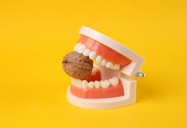 Strong and healthy teeth plastic model of a human jaw gnawing walnut on yellow background