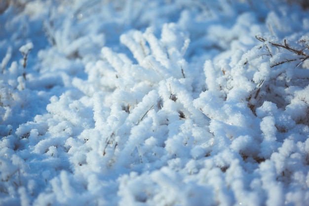 Strong icy grass with ice crystals
