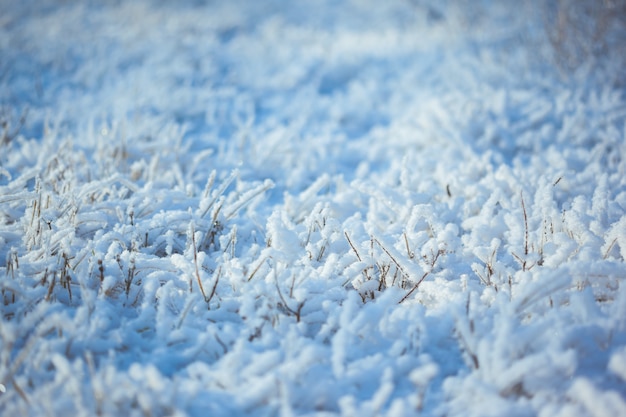 Foto forte erba ghiacciata con cristalli di ghiaccio