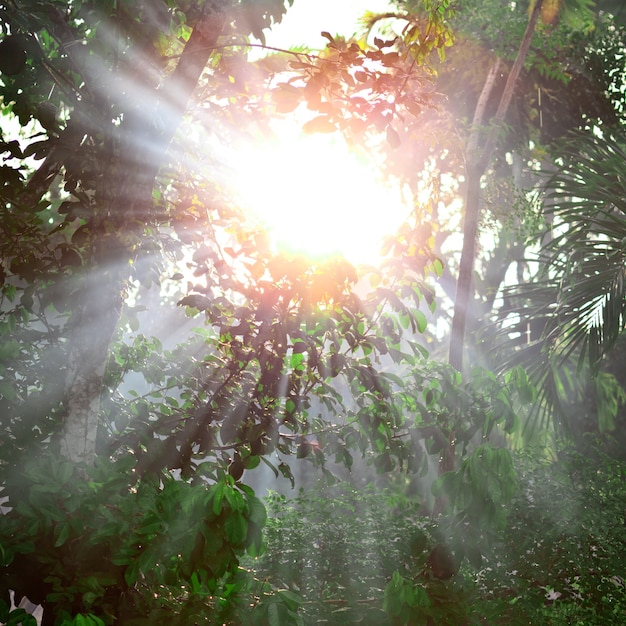 Foto luce forte nella foresta tropicale