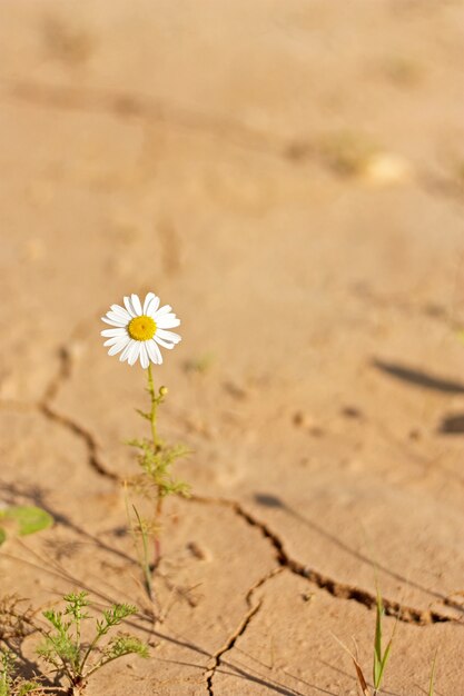 Strong lonely chamomile