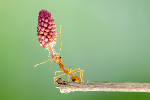 사진 강한 붉은 개미