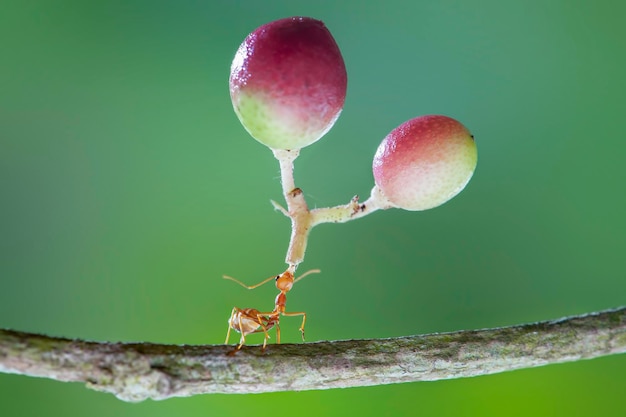 Strong Red Ants