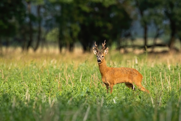 Strong roe deer with large antlers standing looking on a stubble field in summer