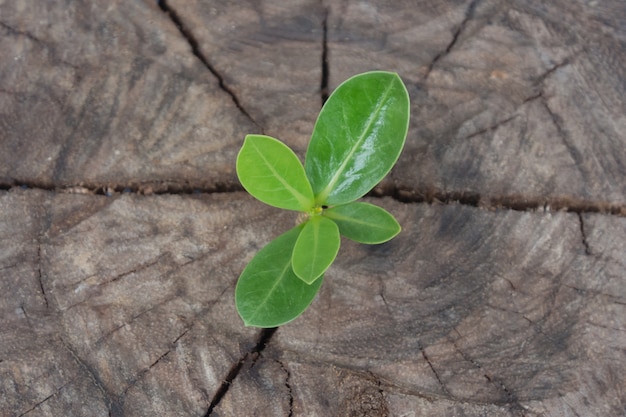 strong seedling growing in the center trunk tree