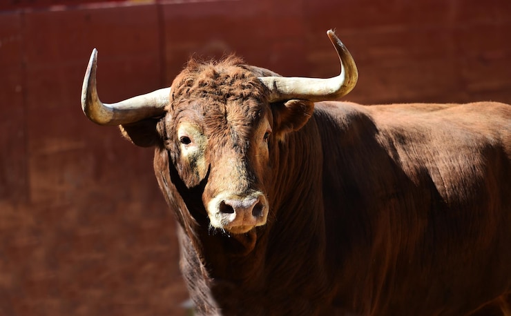 Photo strong spanish bull in the bullring