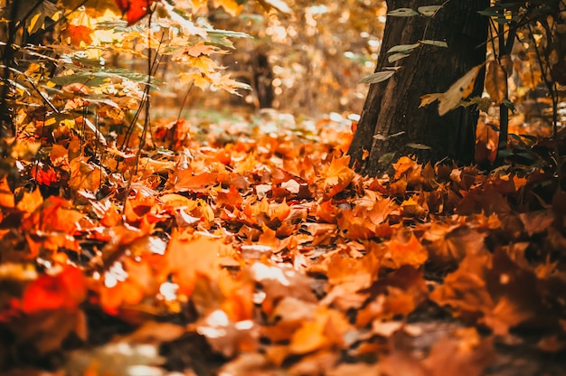 I raggi solari forti e caldi illuminano le foglie secche e dorate di faggio, quercia e acero che ricoprono il suolo della foresta. concetto di mattina nella foresta di autunno. calda foresta d'autunno.