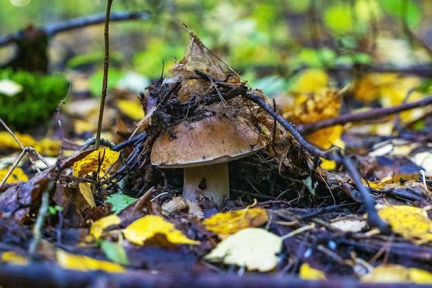 A strong white mushroom comes out of the soil in the autumn forest