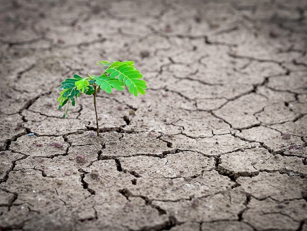 Photo strong young tree growing in arid soil and cracked ground