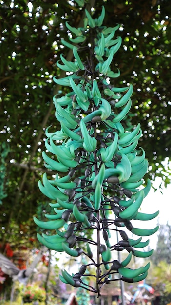 Strongylodon Macrobotrys of Groene Mieren op een Jade Vine hangend onder het dak van de wijnstok