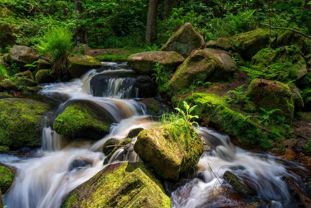 Stroom in een groen bos op warme zomerdagen Nationaal park Peak District