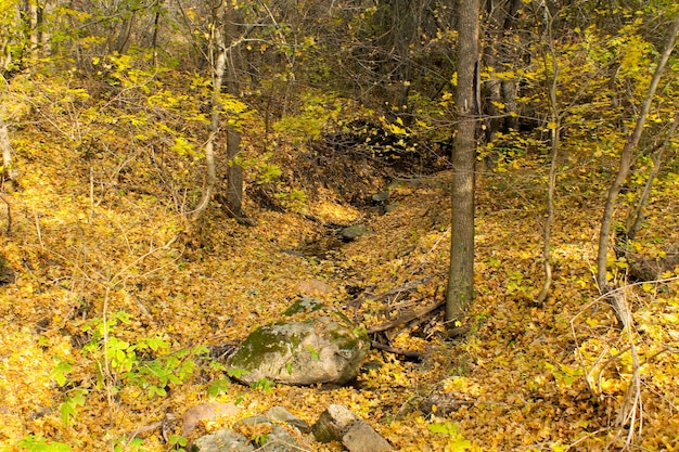 Stroom in herfstbos