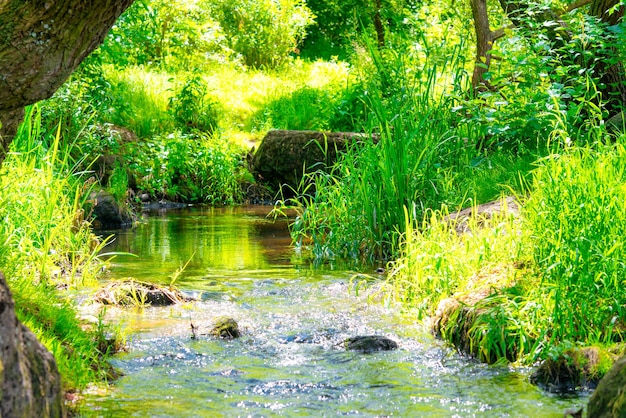 Stroom in het tropische bos