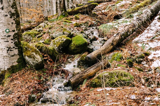 Stroom van water loopt een heuvel af in het biogradska gora park montenegro