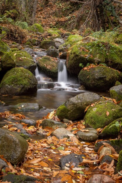 stroom water stroomt door het bos