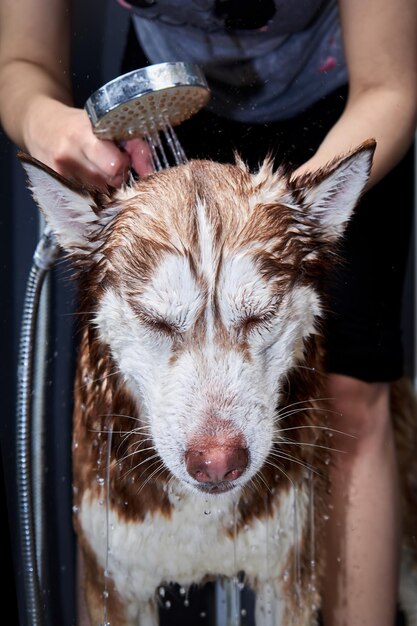 Stroom water uit de douche wordt op het hoofd van de hond gegoten