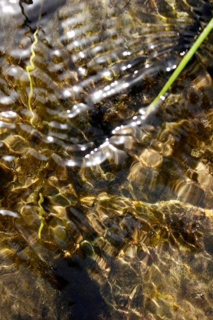 Stroom wateroppervlak en algen