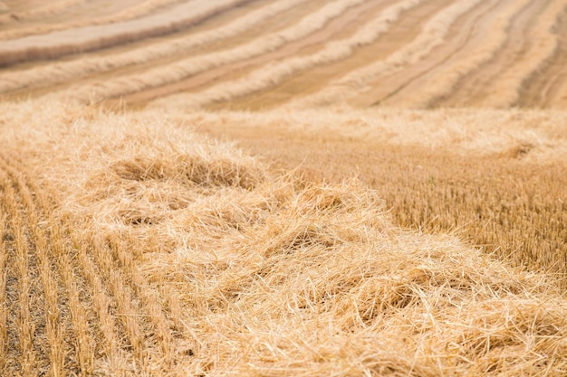 Stroveld na de oogst