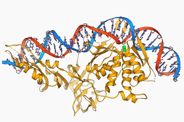 Foto struttura della regione fab di cetuximab un farmaco anticanceroso modello di cartone animato 3d struttura secondaria schema di colori pdb 5sx4 sfondo bianco