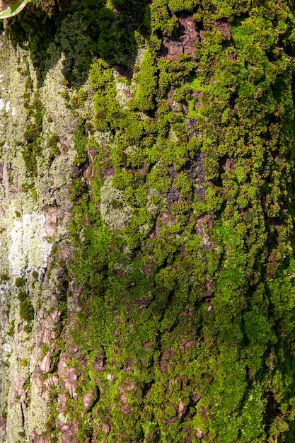 Structure and features of protective tree bark