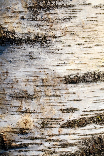 Structure and features of protective tree bark